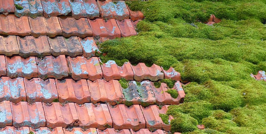 verschillende soorten mos die op daken kunnen groeien